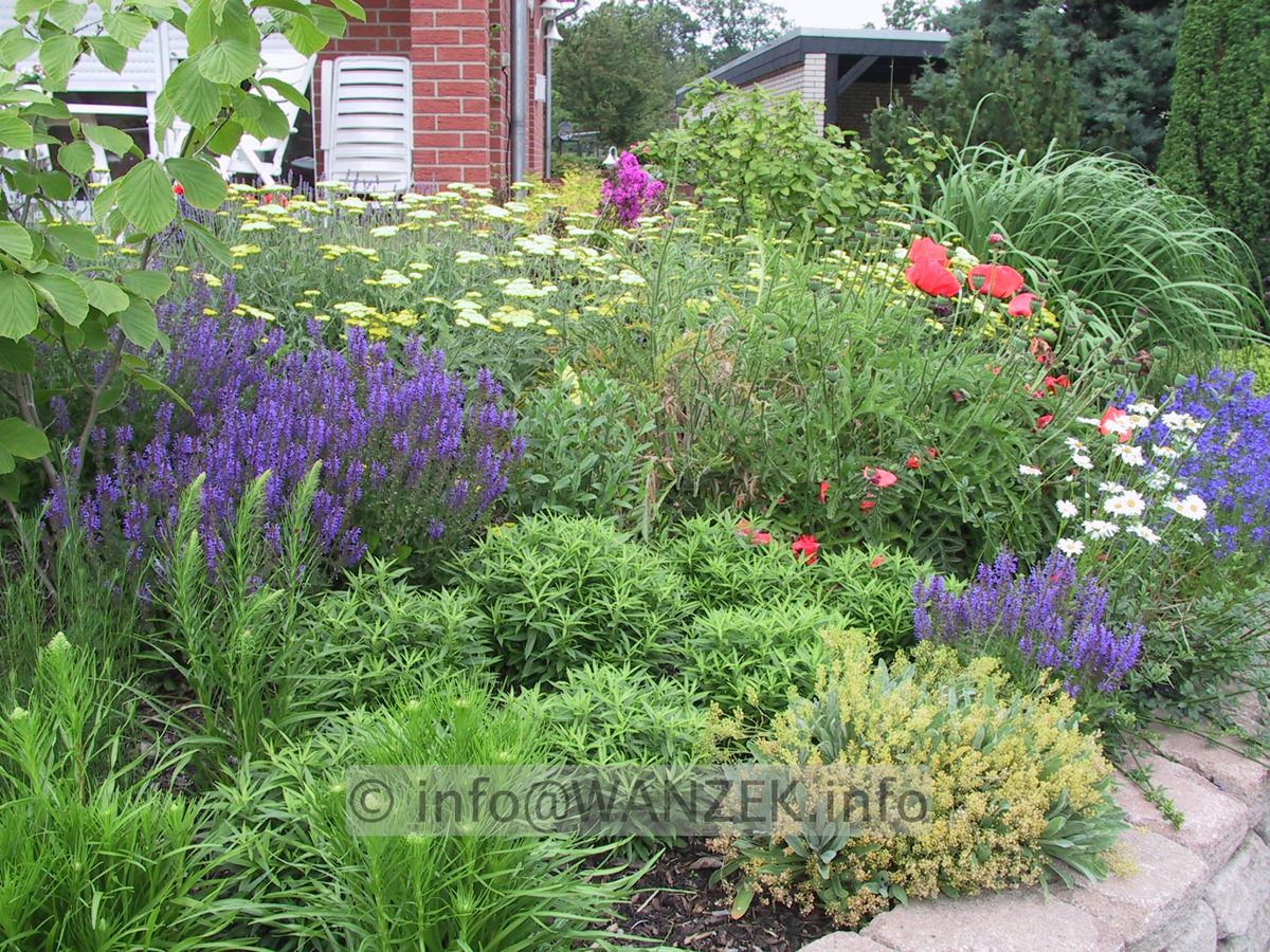 Salvia nemorosa Ostfriesland 02 Mauerkrone.JPG